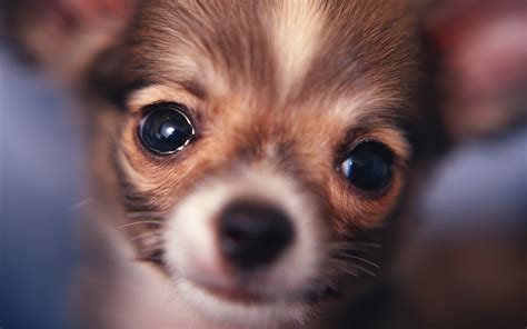 Free Chihuahua Porn Videos